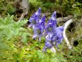 Aconitum variegatum